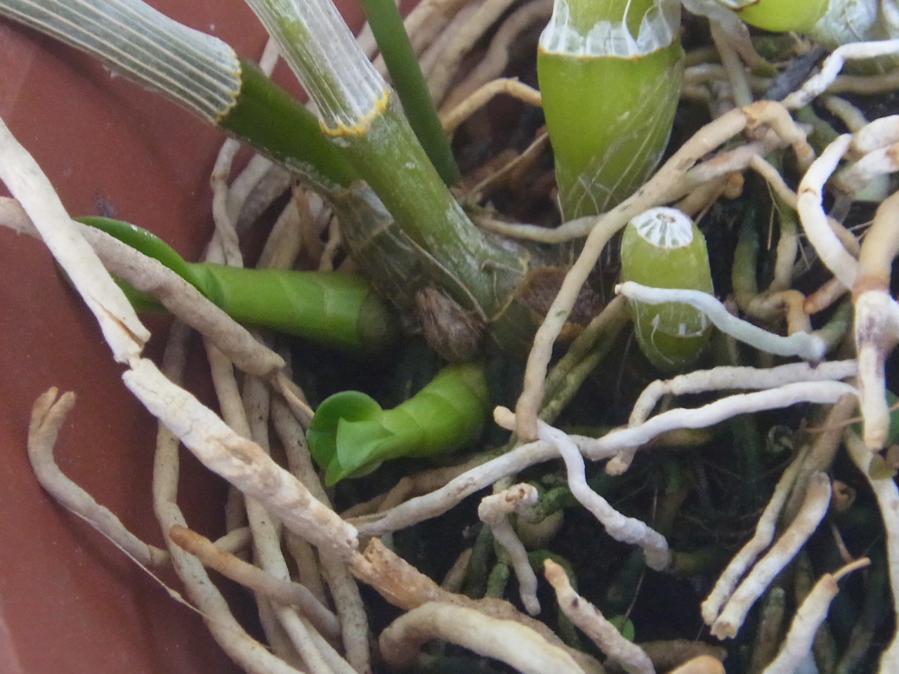 新芽や高芽の成長が始まったデンドロビューム 植込み材料無しの洋蘭栽培 楽天ブログ