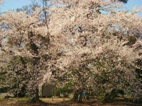 DSCN8016 (300x225).jpg