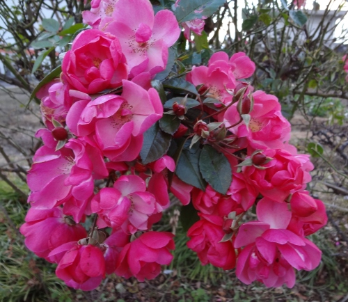 DSC01219.JPG