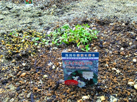 ヒメイワダレソウは法律で植えてはいけない 緑の温もりを感じる庭づくり 北限のクラピア 楽天ブログ