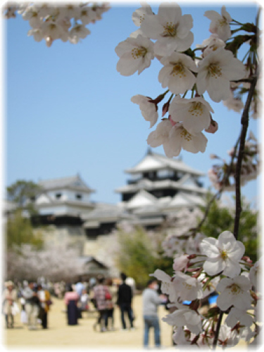 お城と桜２.jpg