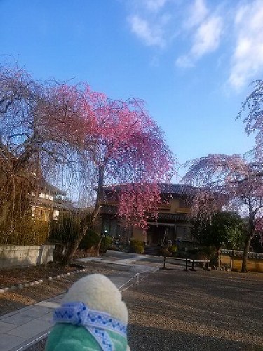 2014桜.jpg