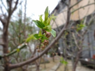 DSC01042.jpg