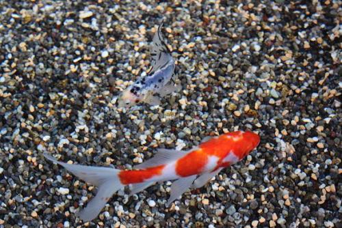 20160103 ブリストル朱文金&桜朱文金2.jpg