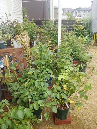 DSC_0474.JPG