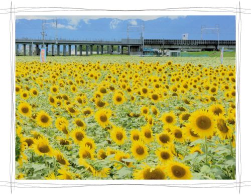 大垣ひまわり畑