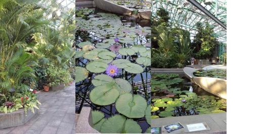 水生植物園6(V.2012_10_22__04_38_46).jpg