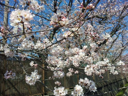 sakura_h240404_01.jpg