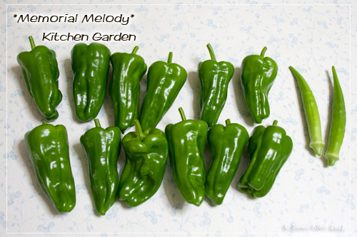 ピーマン 京みどり 家庭菜園 120718green_pepper.jpg
