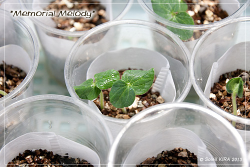 丸オクラ発芽 130508maruokura2.jpg