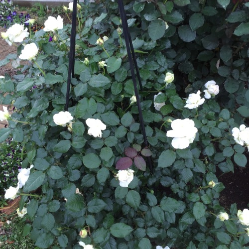 2016-05-06 14.41.24-1.jpg