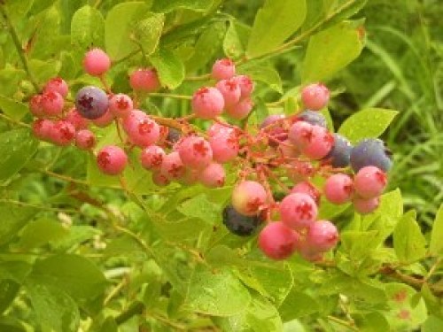 DSCN0778 (300x225).jpg