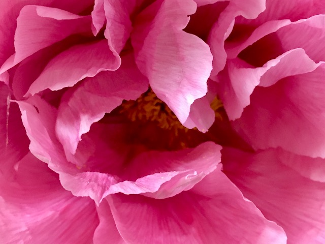 新 緑仙の日々是好日 花の王 牡丹 新 緑仙の日々是好日 楽天ブログ