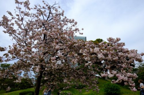 CHERRY BLOSSOM 18.Apr.2017 SHIBA RIKYU-1.jpg