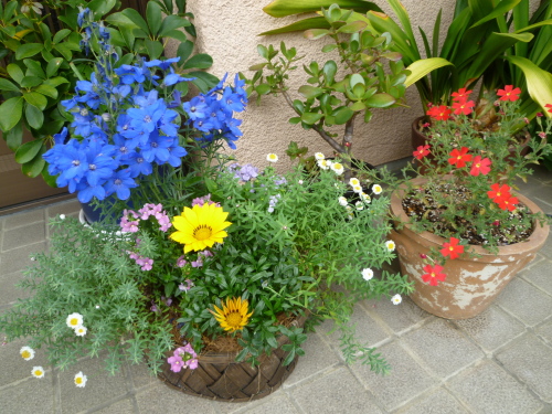 寄せ植え.jpg