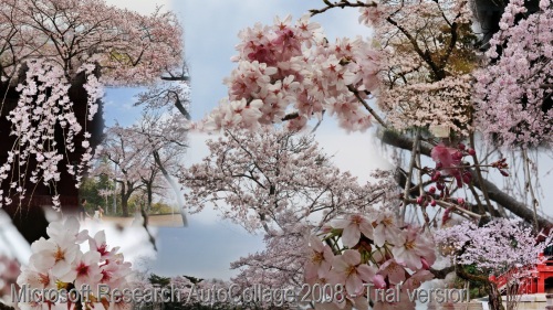 AutoCollage_12_sakura-3.jpg