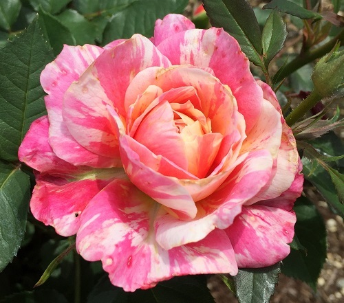 2016-04-26 13.14.15.jpg