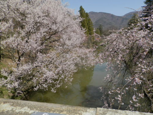 ２０１４千本桜まつり08.JPG