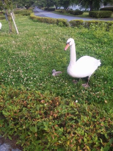 白鳥のひな