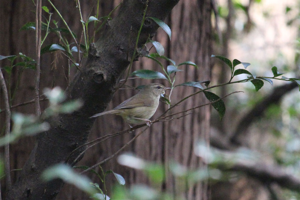 ウグイス？（明治神宮）