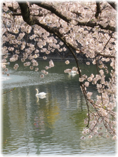 堀と桜.jpg