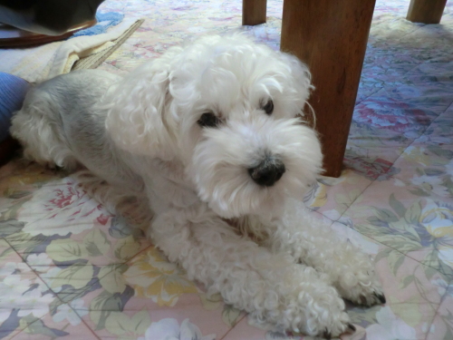 CIMG8520 - コピー.JPG