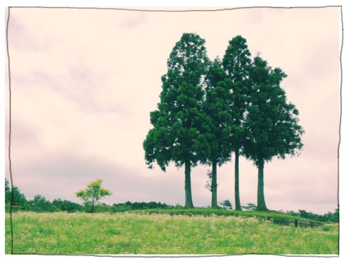 メナード青山リゾート　ラベンダー　ハーブガーデン