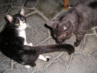 外猫