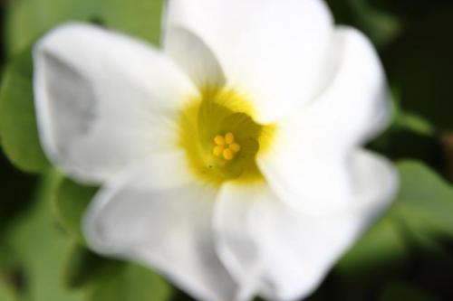 20151220 カタバミ2.jpg