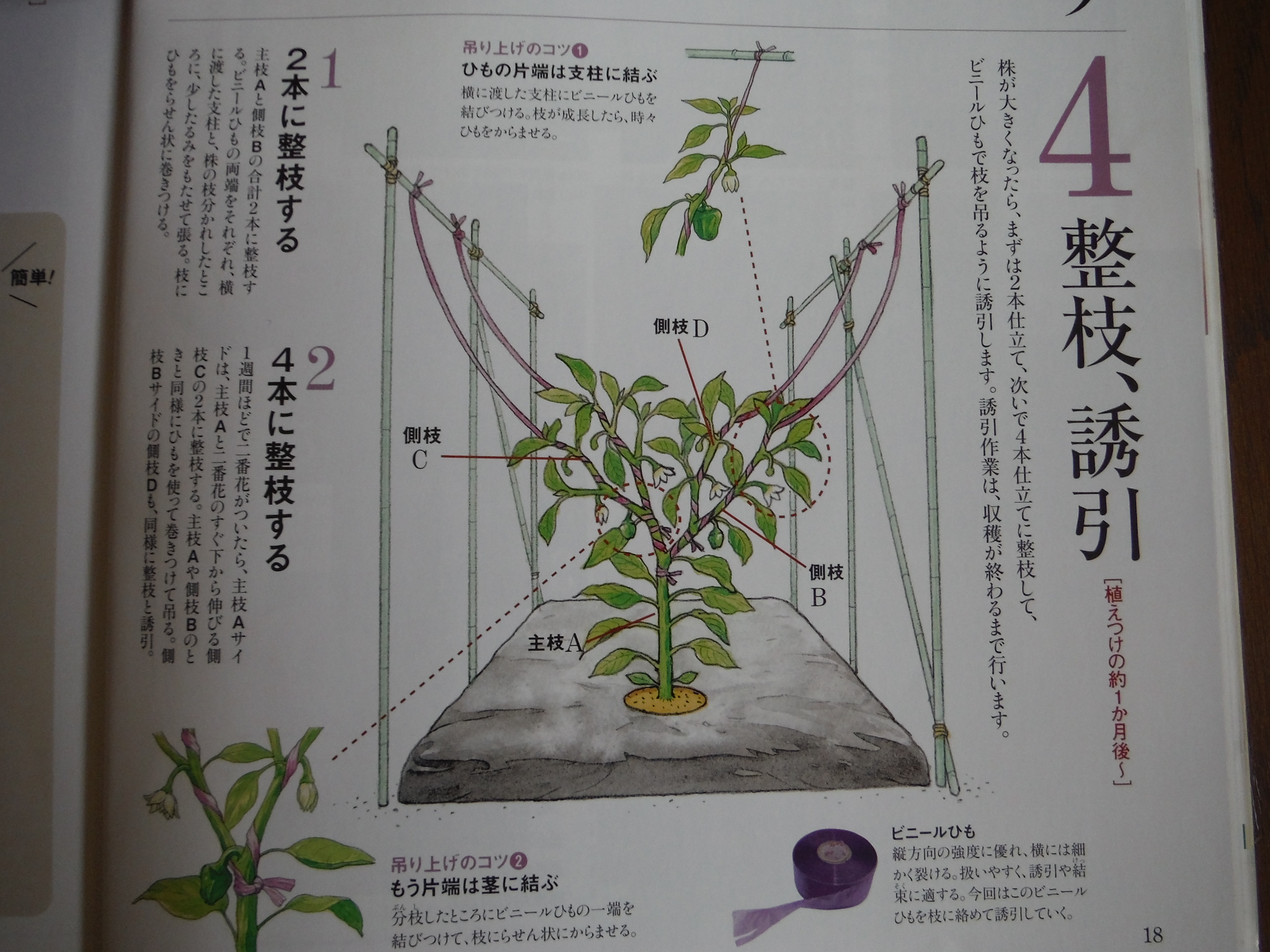 チビ白ウリ やっと出現 そら豆 種を確保 アラ古希夫婦の菜園生活 楽天ブログ チビ白ウリ やっと出現 そら豆 種を確保 アラ古希夫婦の菜園生活 楽天ブログ