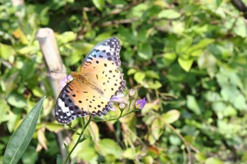 20150918 シオン6.jpg