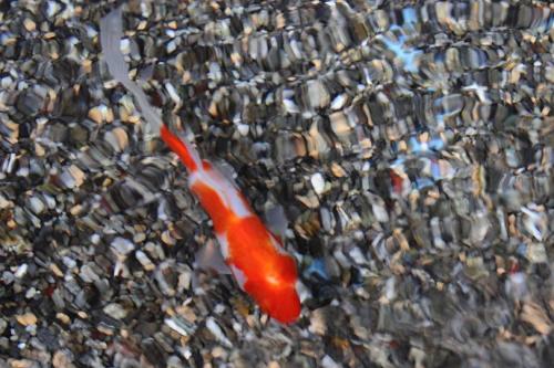 20160821 桜朱文金 3.jpg