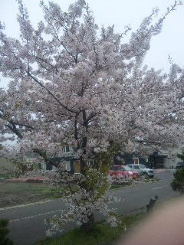 20150504遊歩道の桜.jpg