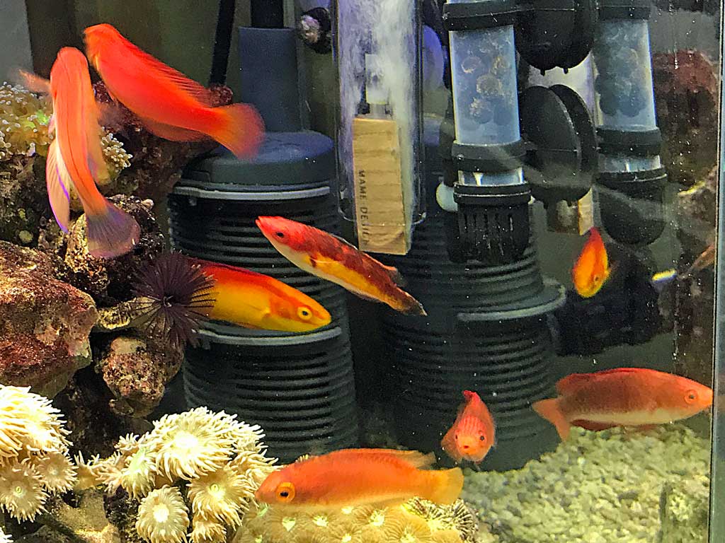 ベラ好きが止まらない 湘南水族館 犬バカの魚好き 楽天ブログ ベラ好きが止まらない 湘南水族館 犬バカの魚好き 楽天ブログ