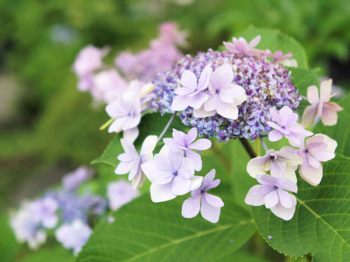 御裳神社(みもじんじゃ)　一宮市　あじさい