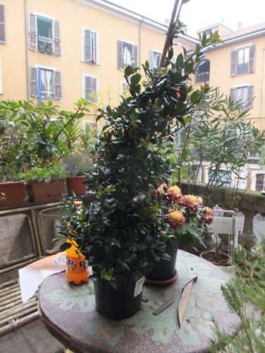 014 sabato piante.jpg