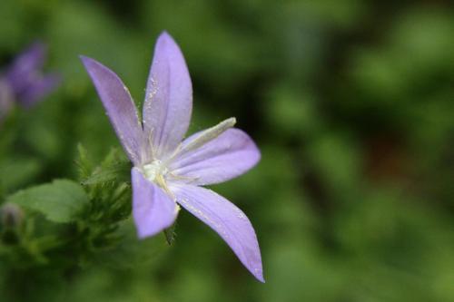 20160514 カンパニュラ・ポシャルスキアーナ4.jpg