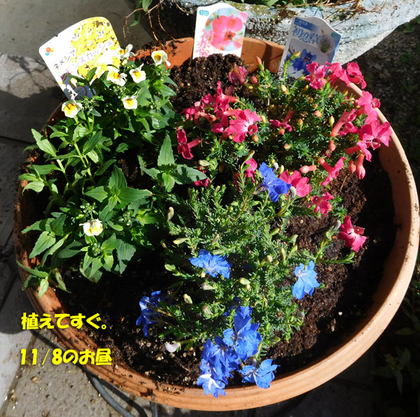 ネメシアの花が全滅 Kororin日記 楽天ブログ