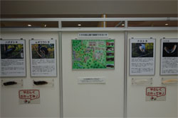 朱鷺16.jpg