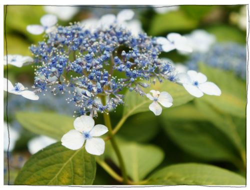 稲沢あじさいまつり 大塚性海寺歴史公園・性海寺
