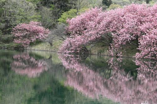 水辺のサクラ「関山」　2014.04.29