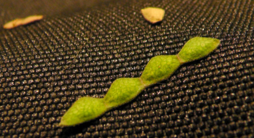 アレチヌスビトハギ