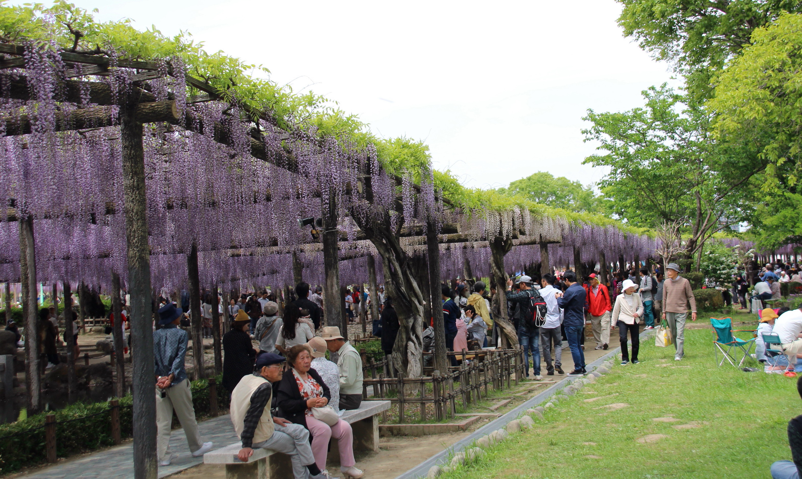 津島の藤 多景のふと思うとき 楽天ブログ