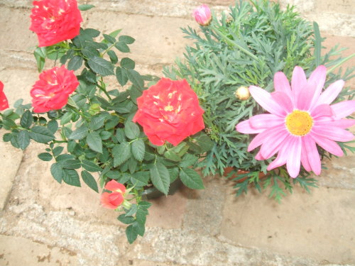 DSCF4669.JPG