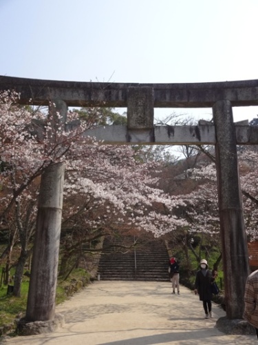 竈門神社春 ブログ用 (4).JPG