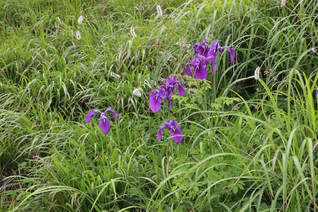 ノハナショウブ