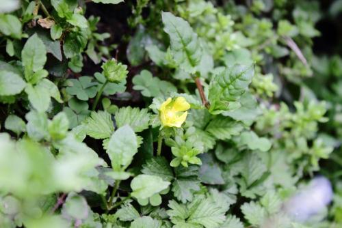 20160403 ヘビイチゴ.jpg