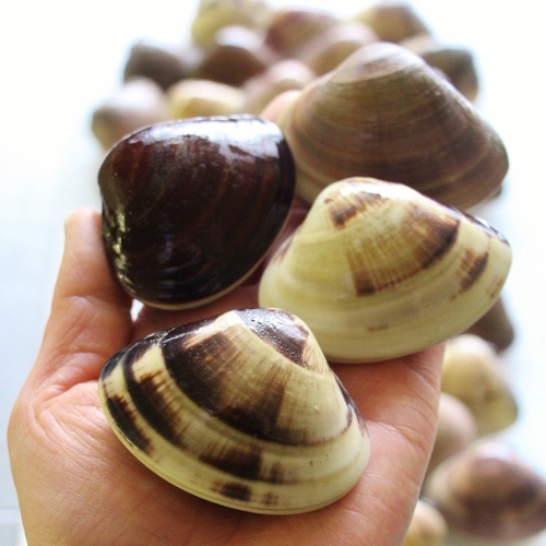 天然地蛤　手.jpg