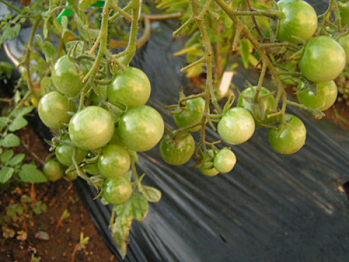 20131004tomat.jpg