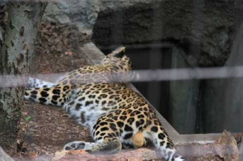アムールヒョウ.JPG